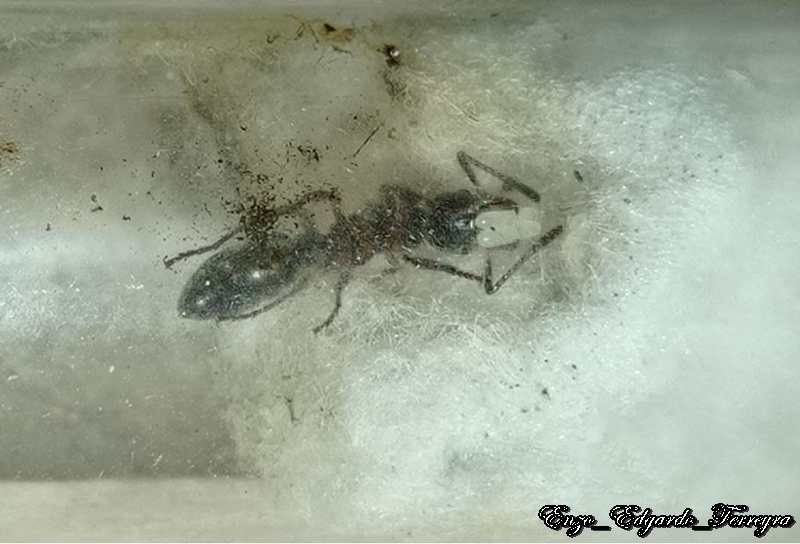 Neoponera villosa