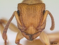A Mucronata 01