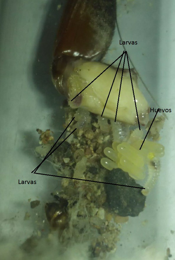 Alimentando Neoponera