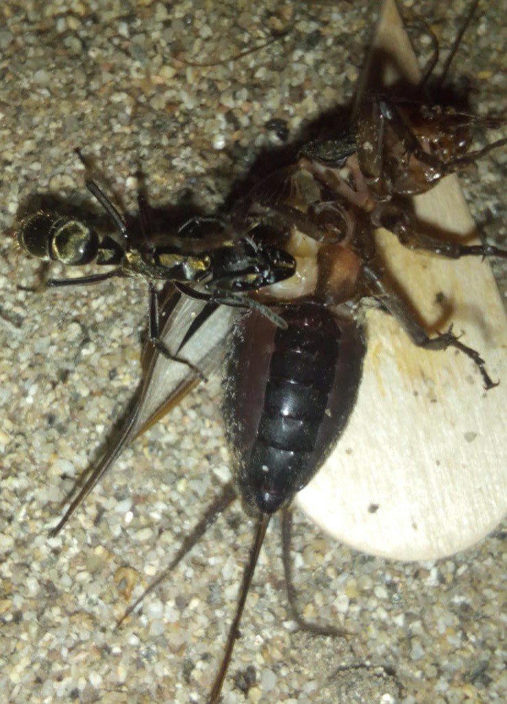 Alimentando Neoponera
