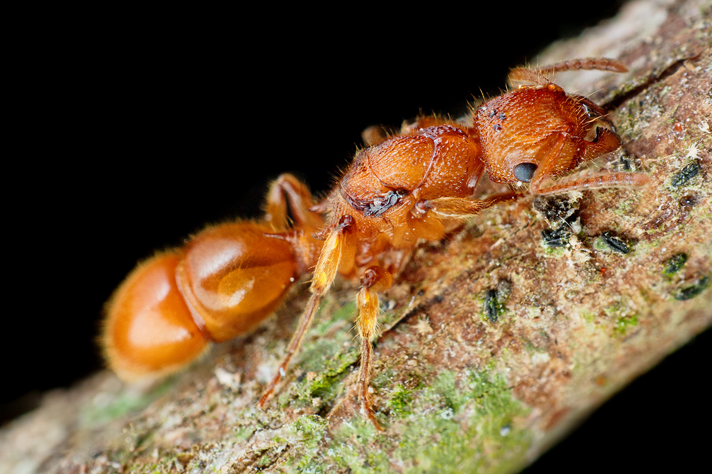 A Mucronata 4
