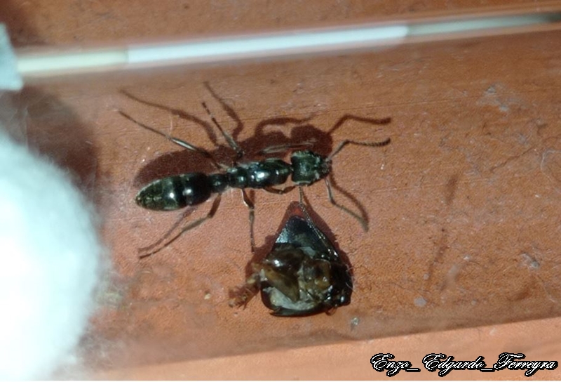 Neoponera sp.