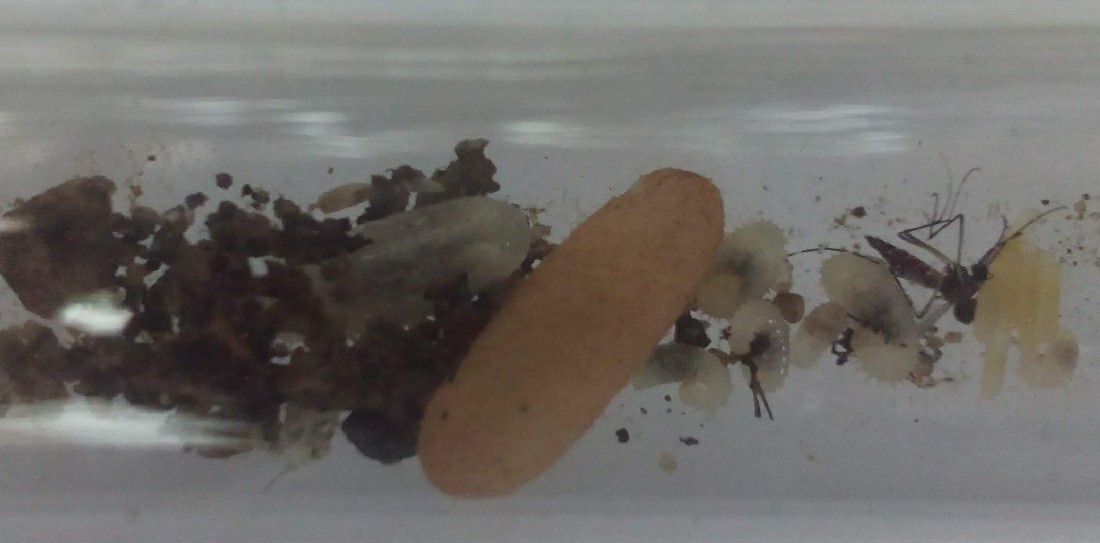 Pupa Neoponera