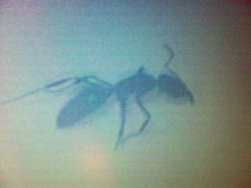 hormiga1
