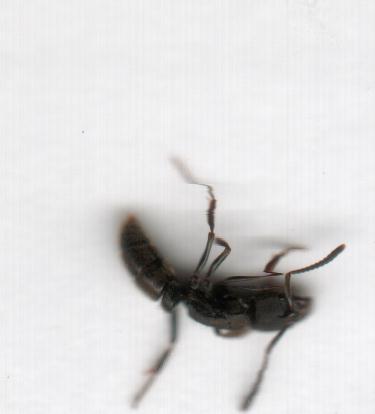 HORMIGA DE ZAURON  POSicion 2