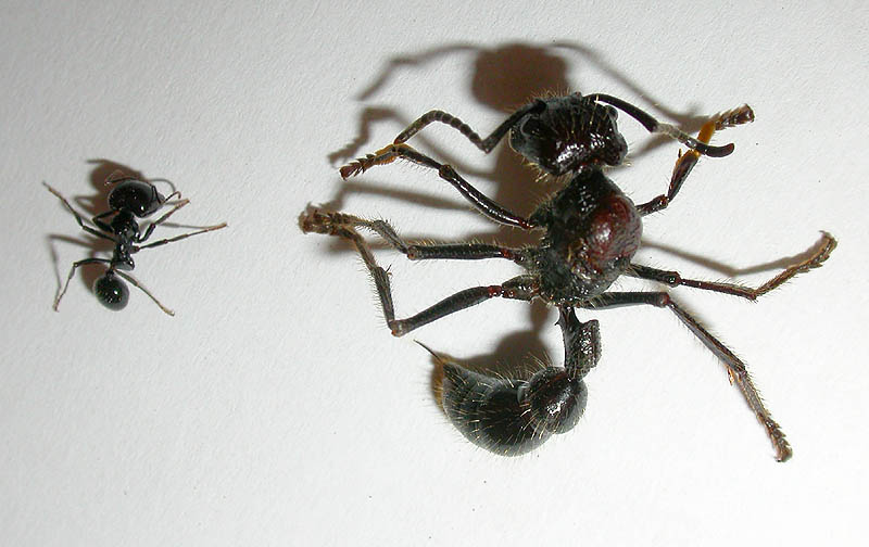 P. clavata comparada con M. barbarus