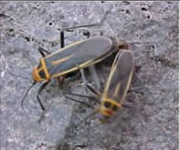 marginella