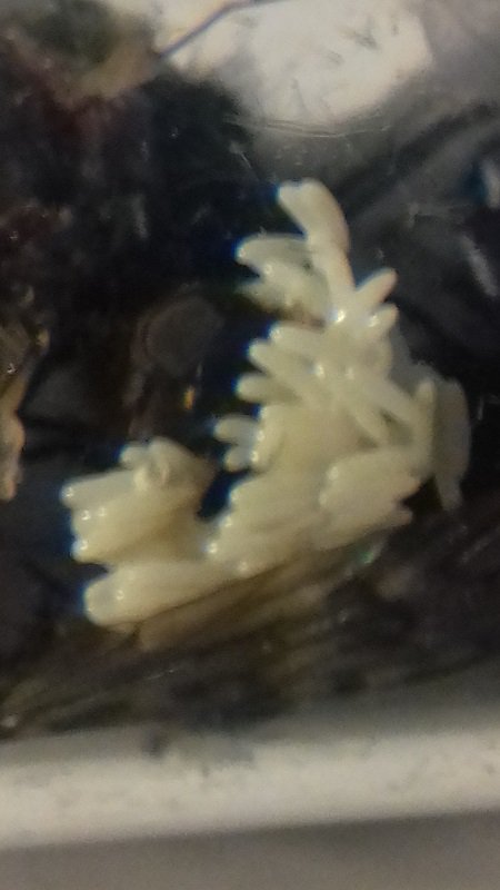 huevosmosca