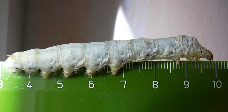 Gusano de seda 7 cms
