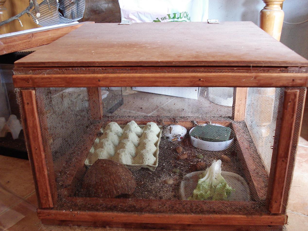 terrario para grillos
