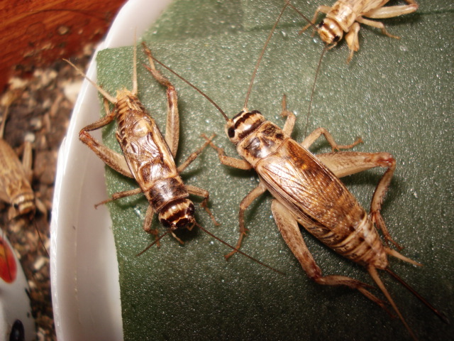 pareja de grillos