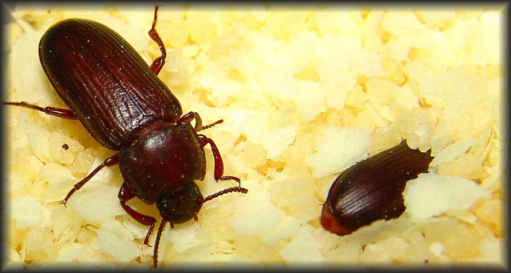 Imago tenebrio