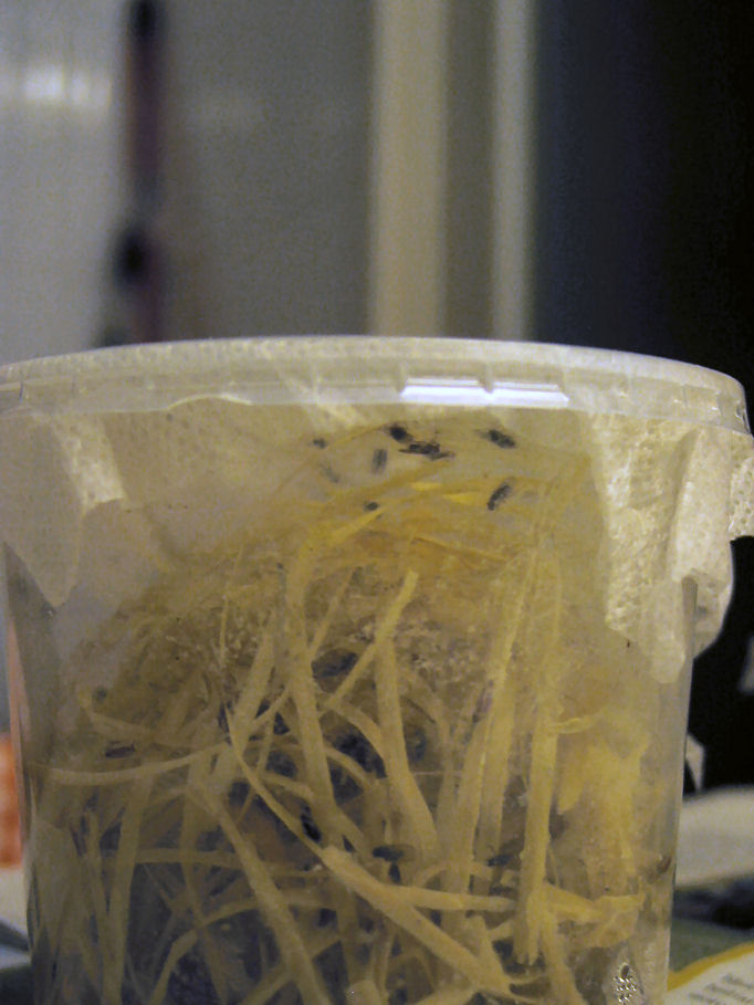 Cultivo de drosophilas