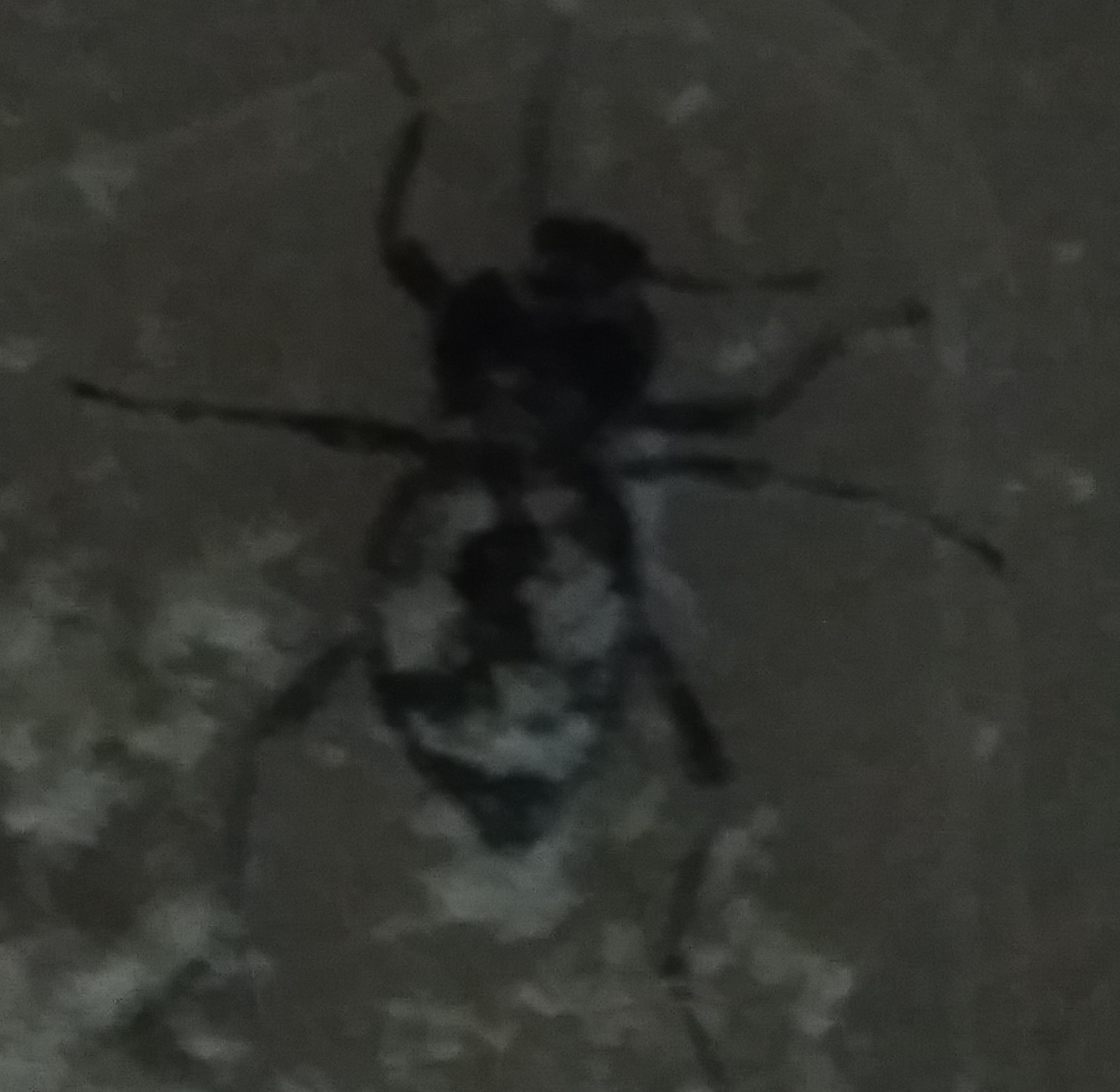 Escarabajo