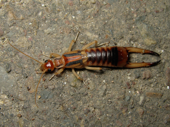 labidura riparia