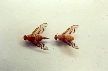 Mosca da fruta