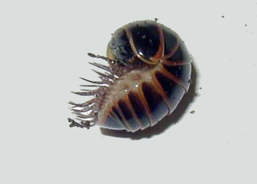 Glomeris marginata