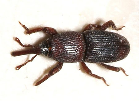 Gorgojo