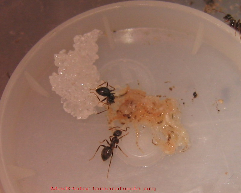 grindal-lasius1
