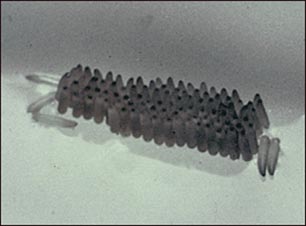 mosquito huevos