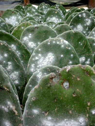 cochinilla