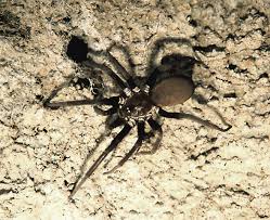 Kukulcania hibernalis