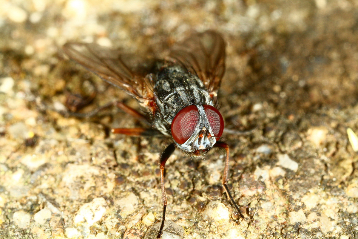 mosca vulgaris