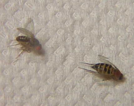 mosca_junto_drosophila
