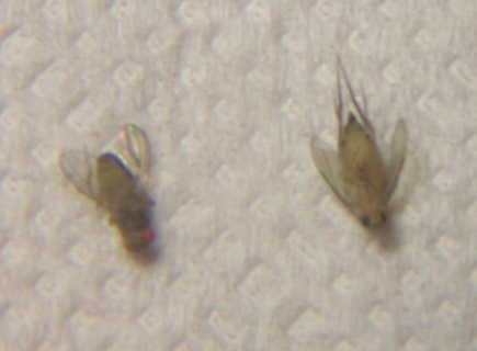 mosca_junto_drosophila1