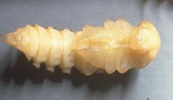 pupa_tenebrio1