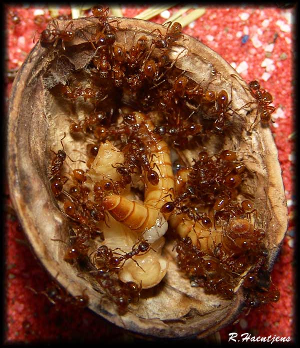 Larvas tenebrio