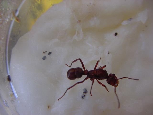 ectatomma  tuberculatun