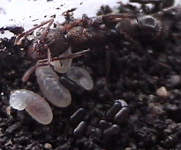 Ectatomma sp obrera y larvas, huevos
