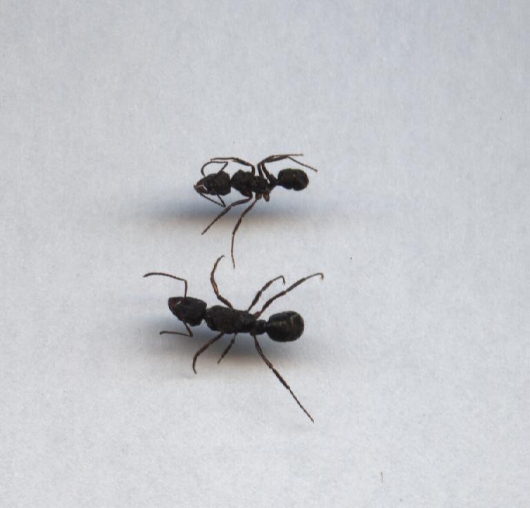Ectatomma Ruidum