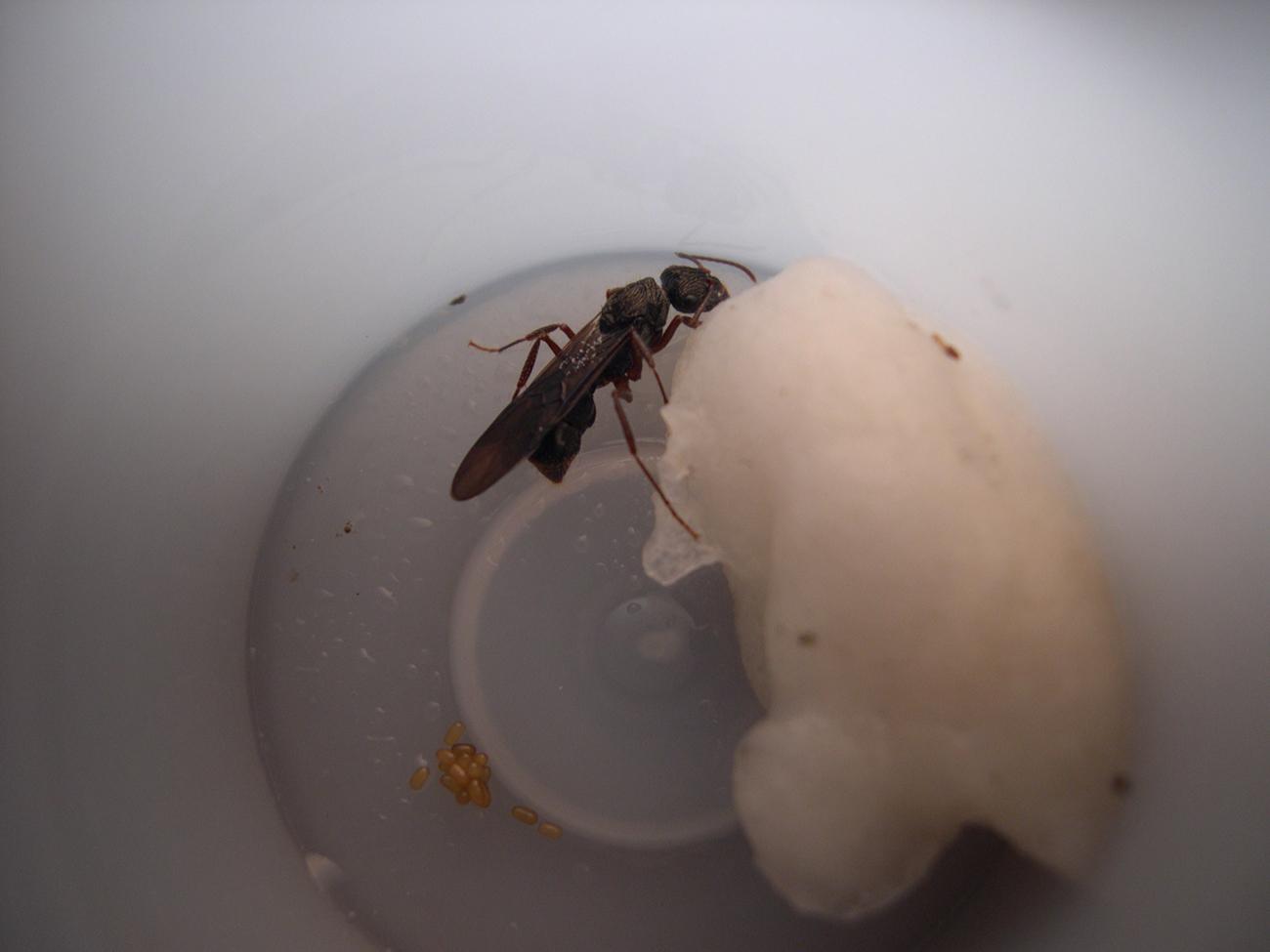 Reina Ectatomma ruidum