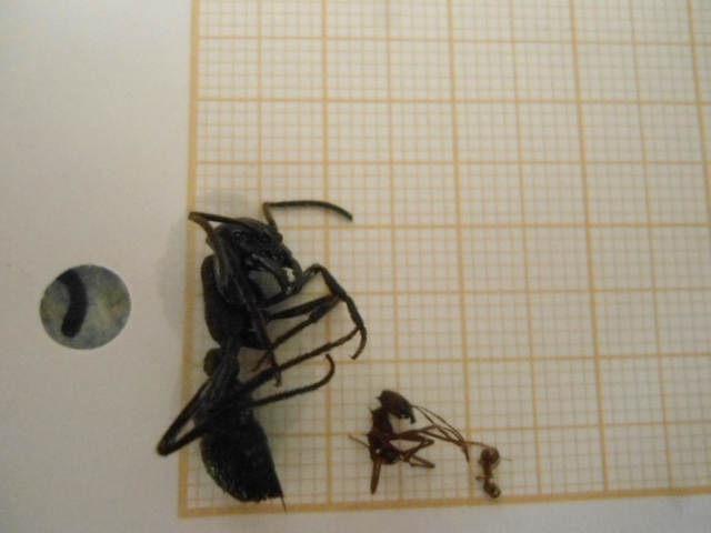 Dinoponera australis