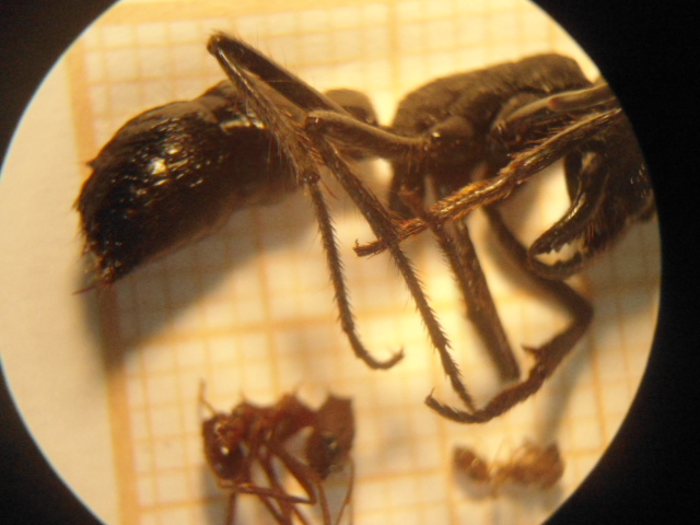 Dinoponera australis