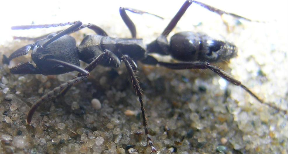 Pachycondyla villosa