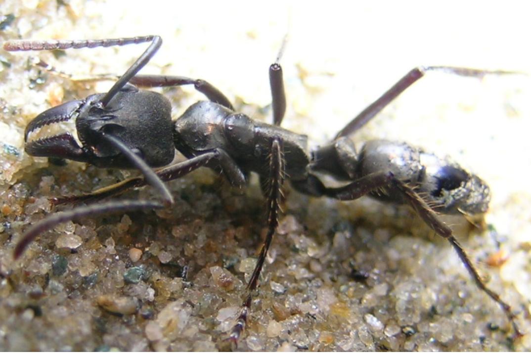 Pachycondyla