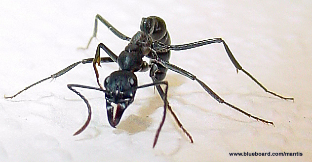 Pachycondyla apicalis en Costa Rica