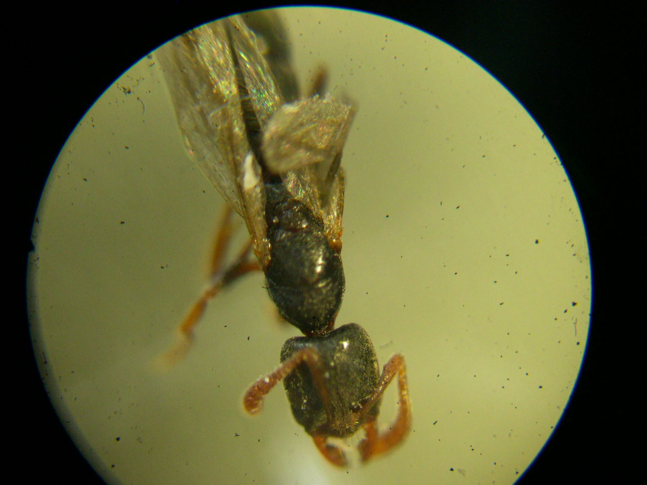 Reina hypoponera 2
