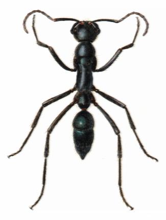 Leptogenys
