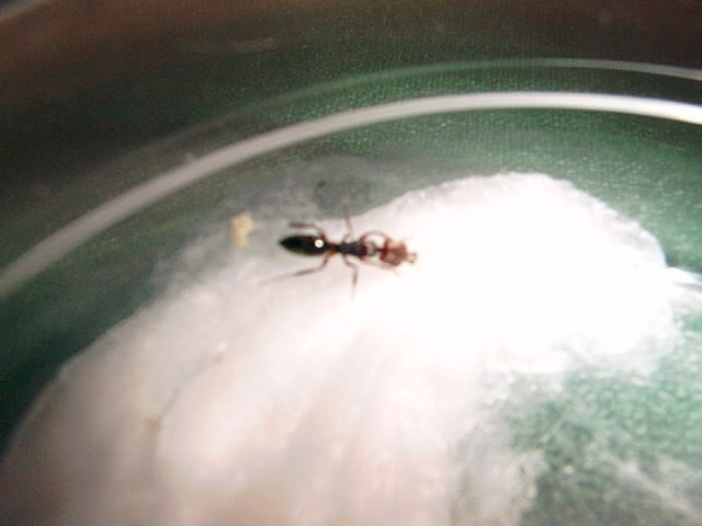 nose si es odontomachus o anochetus