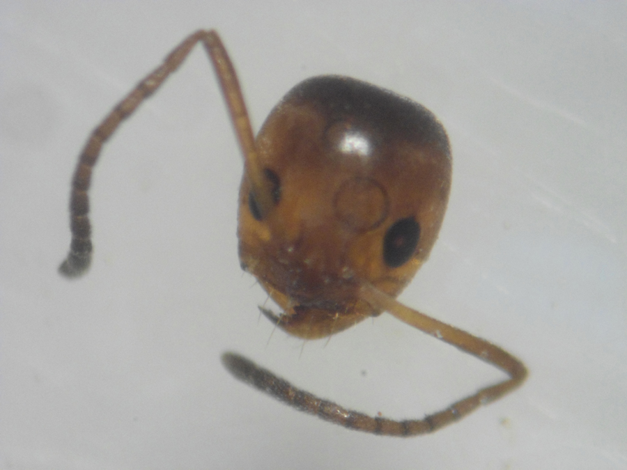 Dolichoderinae? cabeza