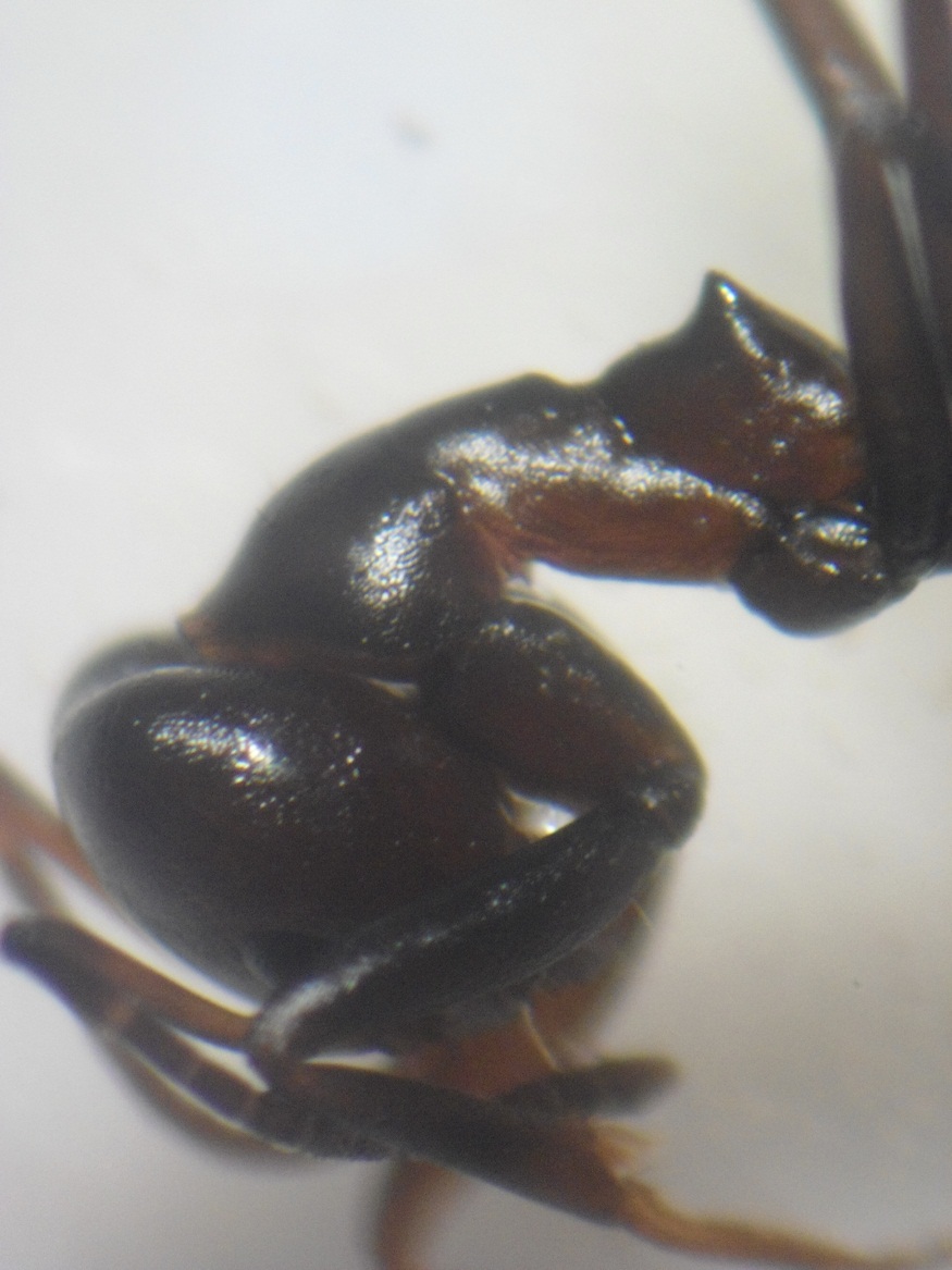 Dolichoderinae