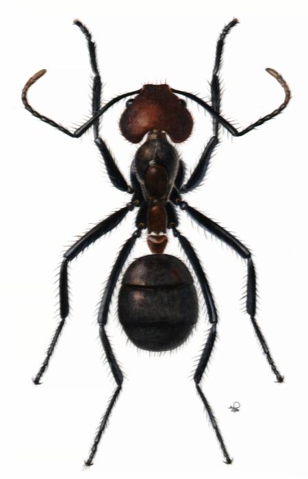 Dolichoderusbid