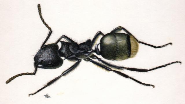 Dolichoderusbis