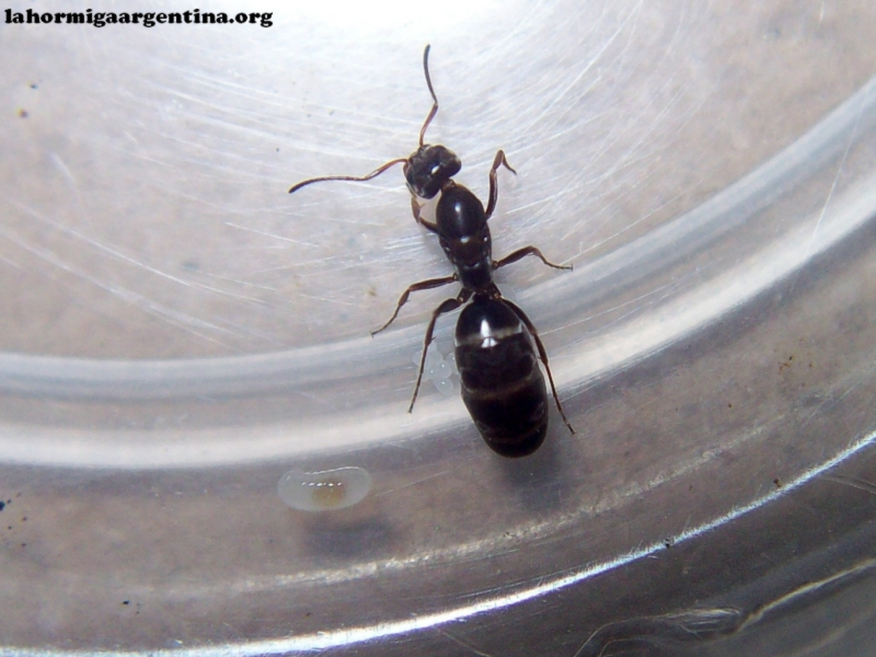 L. humile (Maria Argentina)_16_Ene_18_1