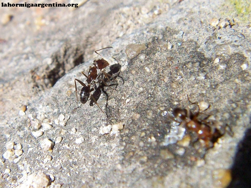 Argentina vs Dorymyrmex_1