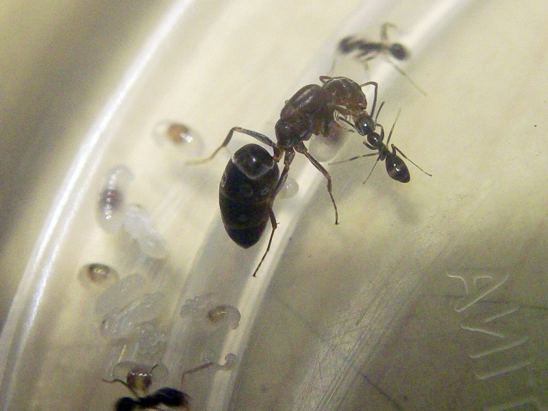 Linepithema 14 Feb 1